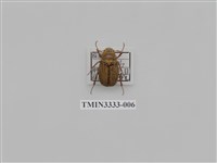 藏品(褐白金龜)的圖片